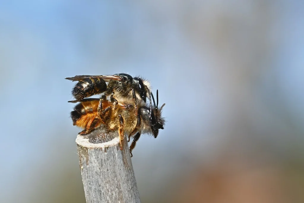 mating-queen-bee-scene