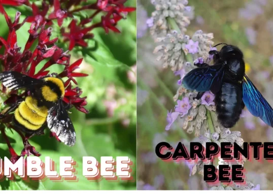 bumble-bee-vs-carpenter-bee