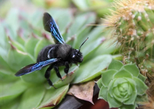 carpenter-bee