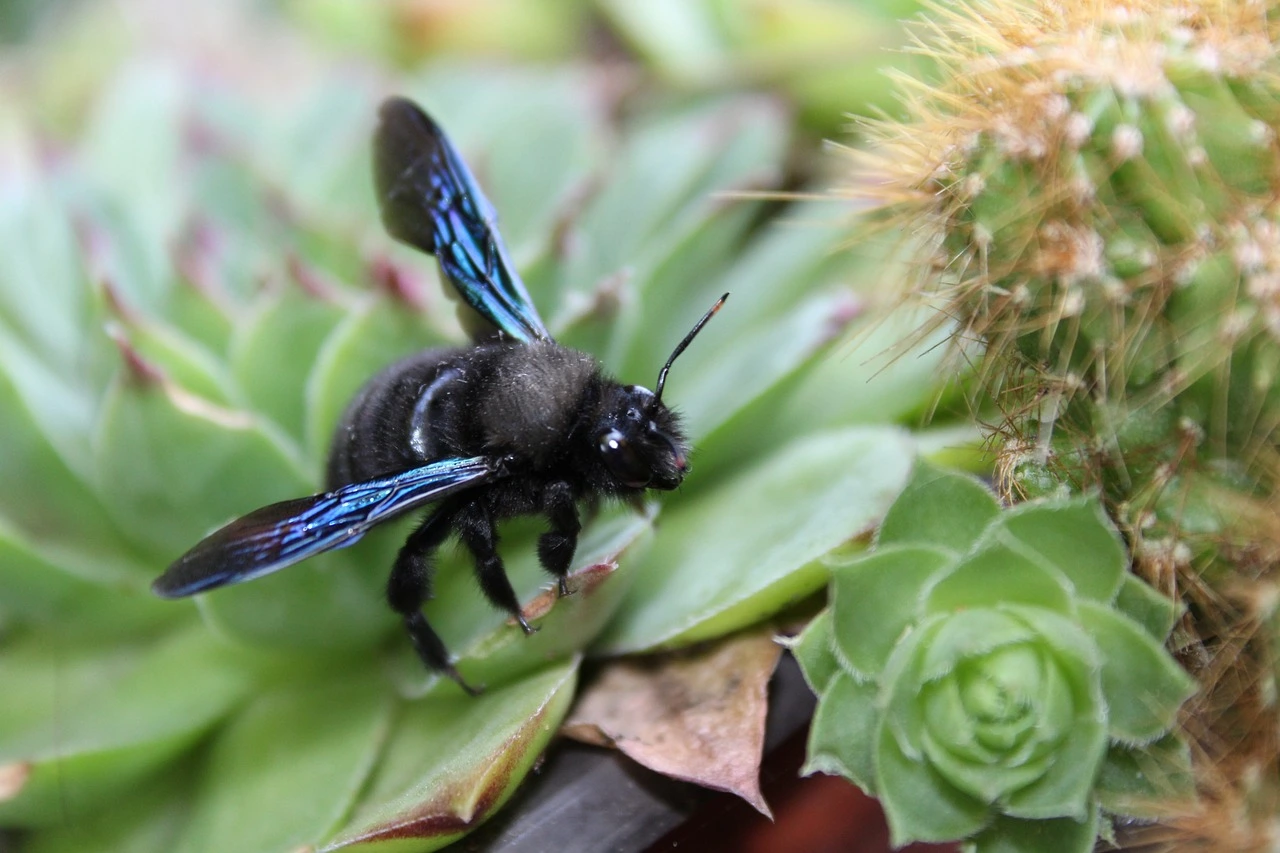 carpenter-bee